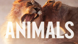Animals